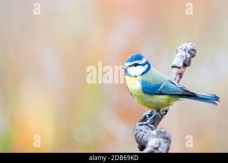 Cyanistes caeruleus o Herrerillo Comun su un ramo Foto Stock