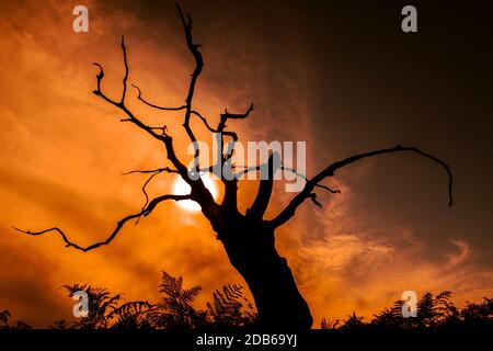 Un sole luminoso nel cielo, che si tramonta dietro un albero morto Foto Stock