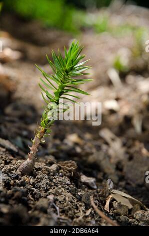 Giovane pianta di scimmia puzzle albero Araucaria araucana. Parco Nazionale di Conguillio. Regione di Araucania. Cile. Foto Stock