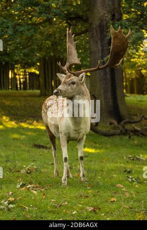 Old Male Spotted allow Deer in piedi alto con grandi antlers dominanti. Foto Stock