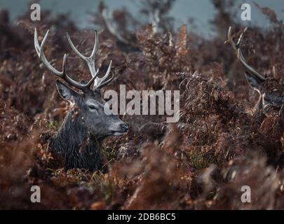 Una mandria di cervi si rilassa in un campo a Richmond Park, Londra durante il blocco 2 Foto Stock