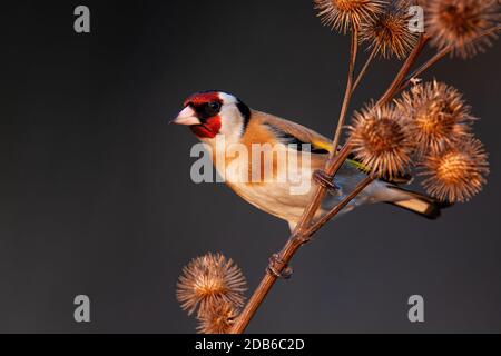 L'orafo europeo si siede sul cardo in autunno Foto Stock