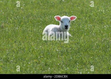 Agnello neonato che riposa in campo in una calda e soleggiata giornata di primavera nel Northumberland, nel nord dell'Inghilterra, Regno Unito Foto Stock