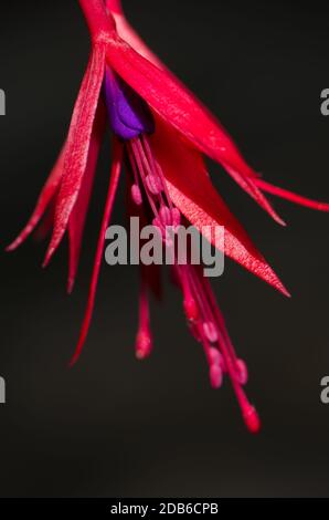 Fiore di colibrì fucsia Fuchsia magellanica. Parco Nazionale di Conguillio. Regione di Araucania. Cile. Foto Stock