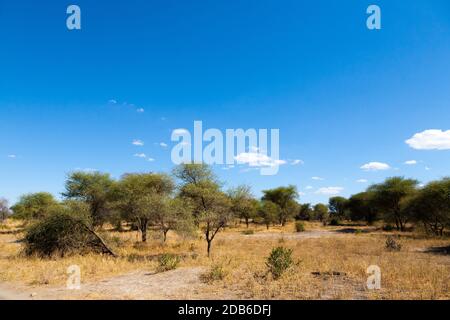 Parco Nazionale di Tarangire e paesaggio, Tanzania, Africa. African Safari Foto Stock