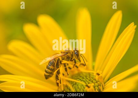 Il miele delle api su un fiore giallo in estate in Germania Foto Stock