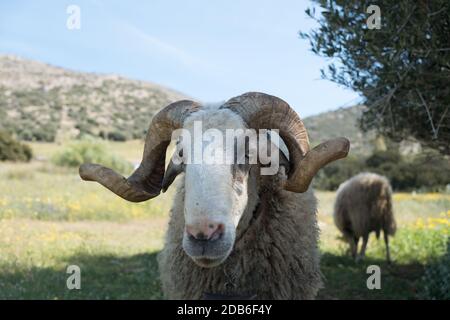 Montone maschio cornato pecore di montagna durante la primavera sulla sua montagna, Saronida, Attico orientale, Grecia, Europa. Foto Stock