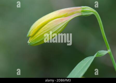 Fiore chiuso di giglio peruviano Alstroemeria aurea. Parco Nazionale di Conguillio. Regione di Araucania. Cile. Foto Stock