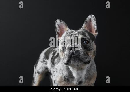 CUCCIOLO DI BULLDOG FRANCESE CON OCCHI DI COLORE DIVERSO Foto Stock