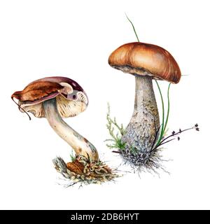 Una serie di illustrazioni botaniche acquerello di funghi russula e di capsulette di funghi di betulla marrone in erba isolata su sfondo bianco. Bellezza della foresta. B Foto Stock