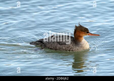 Merganser mammato rosso femminile che nuota sul lago Foto Stock