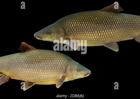 Il barbel comune, Barbus barbus, è una specie di pesci d'acqua dolce, abbondanti nel fiume Guadiana, Spagna Foto Stock