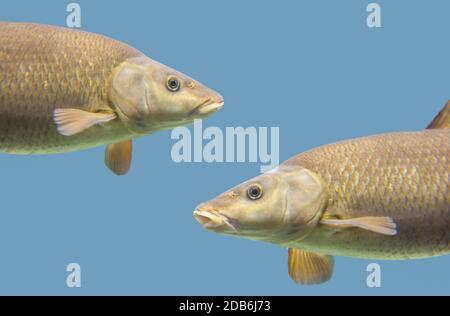 Il barbel comune, Barbus barbus, è una specie di pesci d'acqua dolce, abbondanti nel fiume Guadiana, Spagna Foto Stock