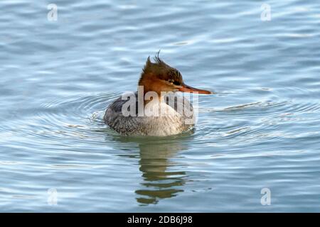 Merganser mammato rosso femminile che nuota sul lago Foto Stock