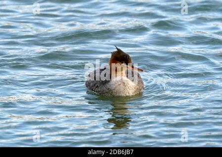Merganser mammato rosso femminile che nuota sul lago Foto Stock