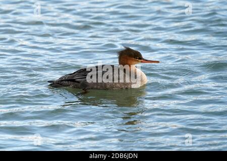 Merganser mammato rosso femminile che nuota sul lago Foto Stock