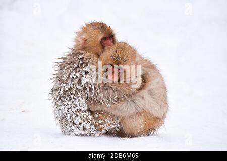 due simpatici scimmie nevi brune che si abbracciano e si riparano dalla neve fredda con ghiaccio nella loro pelliccia in inverno. Animali selvatici che mostrano amore Foto Stock