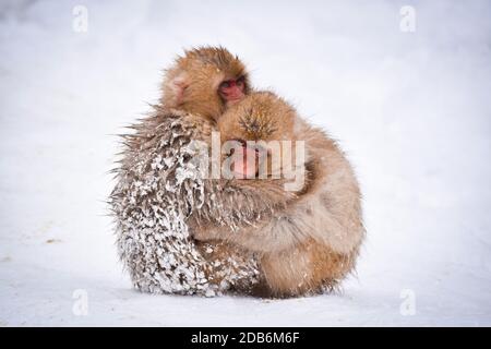 due simpatici scimmie nevi brune che si abbracciano e si riparano dalla neve fredda con ghiaccio nella loro pelliccia in inverno. Animali selvatici che mostrano amore Foto Stock