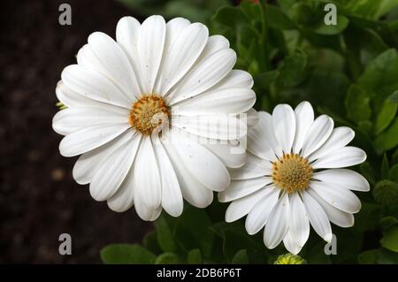 White cape daisy in giardino Foto Stock