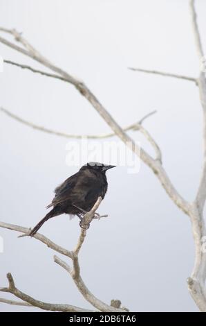 Maschio lucente cowbird Molothrus bonariensis arroccato sul ramo. Parco Nazionale Torres del Paine. Ultima Esperanza Provincia. Magallanes e Cileno Antartti Foto Stock