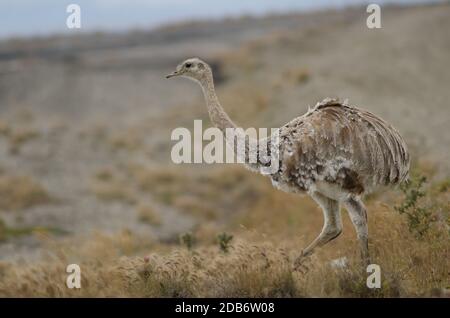 La pennata rhea Rhea di Darwin si trova nella riserva del porto di Pecket. Provincia di Magallanes. Magallanes e Regione Cilena Antartica. Cile. Foto Stock