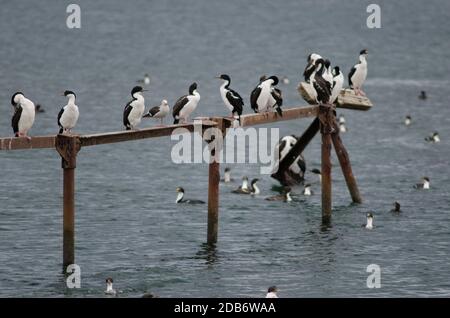 Albiciti Leucarbo imperiali nella costa di Punta Arenas. Provincia di Magallanes. Magallanes e Regione Cilena Antartica. Cile. Foto Stock