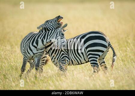 Pianure zebre giocare lotta in erba lunga Foto Stock