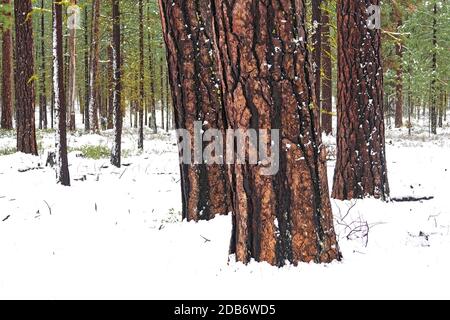 Alberi di pino di ponderosa di vecchia crescita che crescono nella foresta nazionale di Deschutes nelle montagne di Cascade dell'Oregon centrale vicino alla città di Sisters. Foto Stock