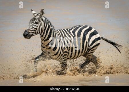 Pianure zebra spruzzi attraverso fangoso lago poco profondo Foto Stock