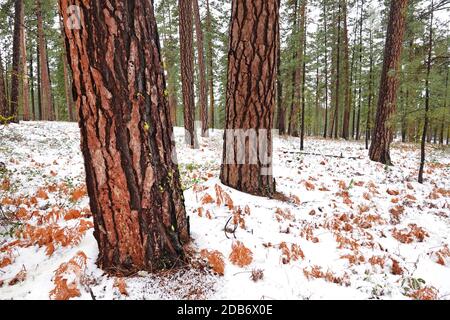 Alberi di pino di ponderosa di vecchia crescita che crescono nella foresta nazionale di Deschutes nelle montagne di Cascade dell'Oregon centrale vicino alla città di Sisters. Foto Stock