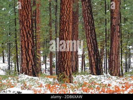 Alberi di pino di ponderosa di vecchia crescita che crescono nella foresta nazionale di Deschutes nelle montagne di Cascade dell'Oregon centrale vicino alla città di Sisters. Foto Stock