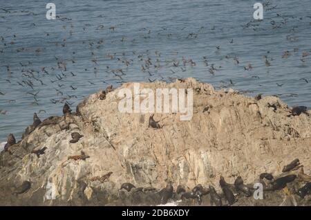 Leoni marini sudamericani Otaria flavescens e cormorani guanay Leucocarbo bougainvillii sullo sfondo. Las Cuevas. Arica. Rig. Arica y Parinacota Foto Stock