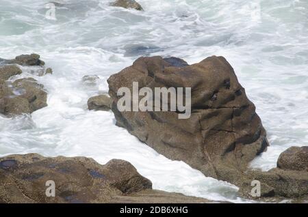 Costa rocciosa a Las Cuevas. Arica. Regione di Arica y Parinacota. Cile. Foto Stock