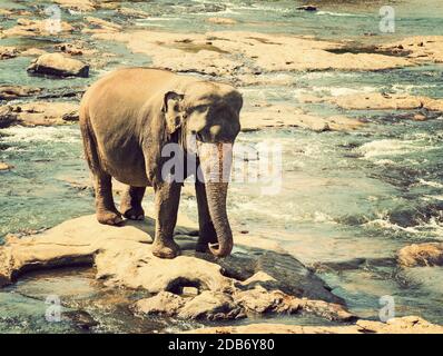 Bagno di elefante nel fiume Sri Lanka, Ceylon, Provincia Nord Centrale, Pinnawela vintage natura sfondo Foto Stock