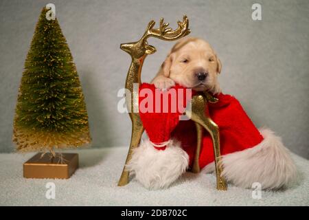 Natale Puppy Golden Retriever Foto Stock