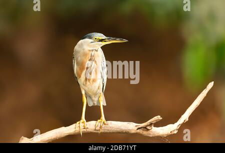 Primo piano di un airone striato arroccato, Pantanal, Brasile. Foto Stock