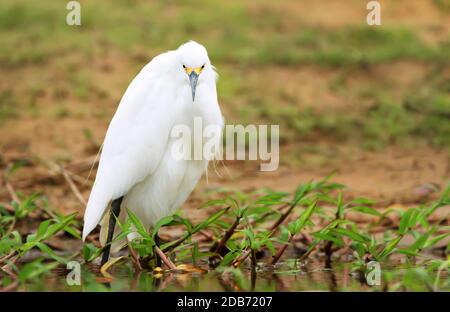 Primo piano di un egret nevoso (Egretta thula) che si trova su una riva del fiume, Pantanal, Brasile. Foto Stock