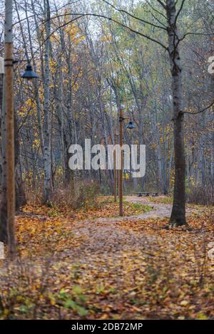 i sentieri naturalistici si snodano in autunno con foglie che cadono nelle vicinanze rami di albero Foto Stock