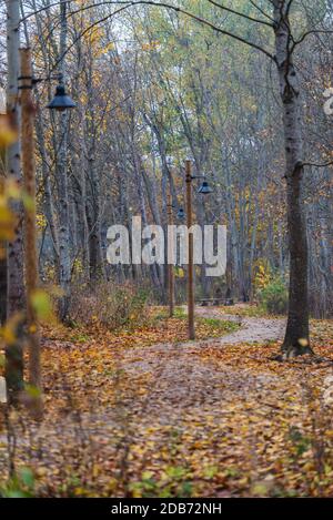 i sentieri naturalistici si snodano in autunno con foglie che cadono nelle vicinanze rami di albero Foto Stock