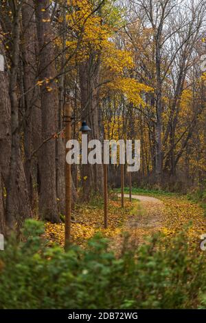 i sentieri naturalistici si snodano in autunno con foglie che cadono nelle vicinanze rami di albero Foto Stock