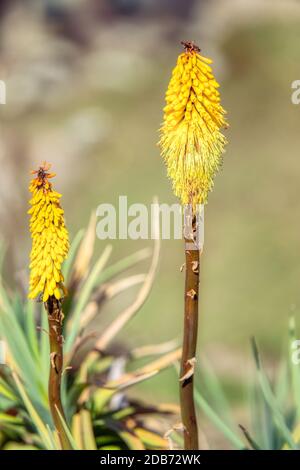 Fiore giallo Kniphofia fogliosa. Bale National Park, Etiopia, africa selvaggia Foto Stock