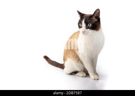 gatto a croce siamese e ragdoll seduti su sfondo bianco in studio Foto Stock