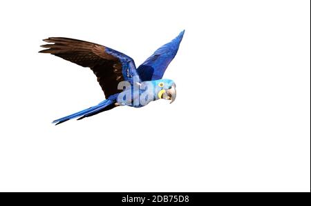 Giaccone macaw in volo su sfondo bianco isolato. Foto Stock