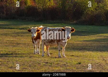 Due vacche rosse e bianche si trovano in un prato e guardano la telecamera. Bellissimo ritratto di animali domestici in piedi l'uno accanto all'altro. Erba verde nel caldo sole Foto Stock