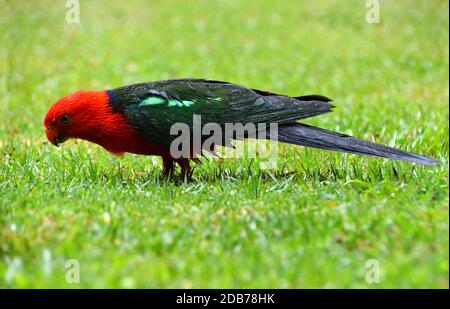 Un singolo maschio Parrot re nella pioggia sull'erba Foto Stock