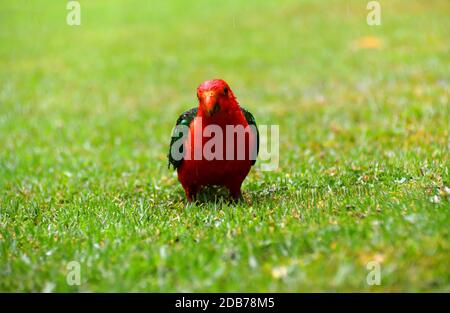 Un singolo maschio Parrot re nella pioggia sull'erba Foto Stock