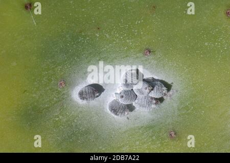 Femmine cocco cocco coccinico dactylopio su un tampone di opuntia maxima di fico barbarico. Paesaggio protetto di Timijiraque. El Hierro. Isole Canarie. Spagna. Foto Stock