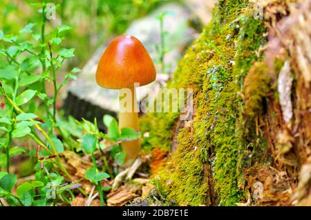 Amanita fulva, comunemente chiamato il tawny grisett nella foresta di autunno Foto Stock