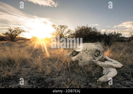 Cranio di mucca nel deserto, Gerlach, Nevada, USA Foto Stock