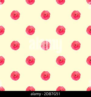 Senza cuciture motivo rosa chiaro persiano butterCup fiori Ranunculus vista dall'alto Foto Stock